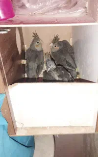 جوجه عروس هلندی