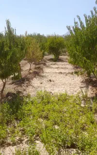 باغ بادام وانار