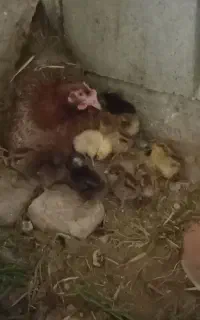 مرغ
