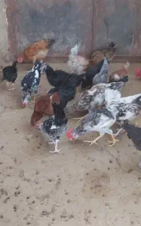 جوجه خروس گلین ومحلی وخروس بفروش میرسد