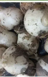 سیر کوهی به بالاترین قیمت