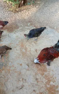مرغ و خروس محلی