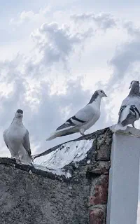 کفتر ساده مجسمه