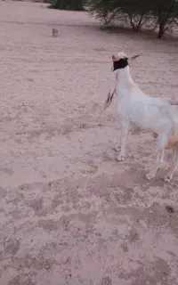 فروش پازن