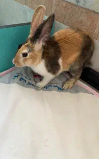 خرگوش