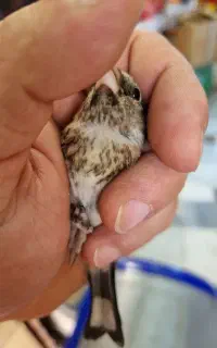 سهره و قناری