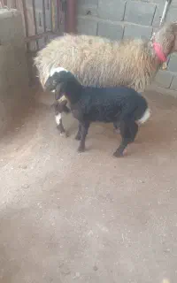بره میش گوسفند زاییده