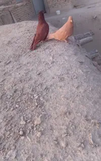 کفتر