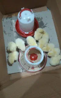 جوجه گوشتی