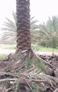 حرس درخت خرما