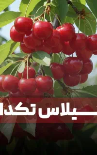 فروش نهال گلابی صادراتی در اردبیل ، ارسال فوری