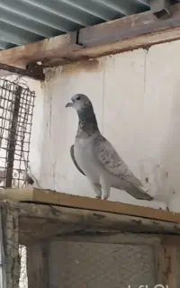 سه عدد نر نمونه
