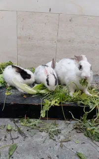 خرگوش