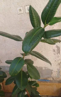 گیاه فیکوس
