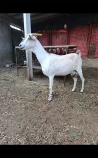 ۱عدد کهره به فروش می‌رسد قیمت ۳۵ میلیون