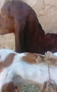 یک جعفت بزغاله شیری