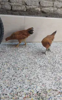 مرغ