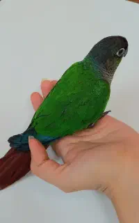 گرینچیک باهوش