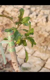 انجام پیوند پسته