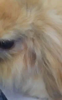 خرگوش لوپ ماده
