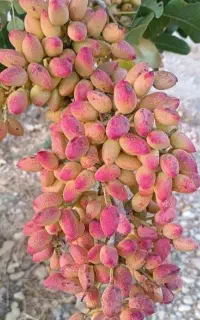 پسته سنگین‌تر/ سود بیشتر با تکنولوژی کانادا