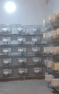 قفس