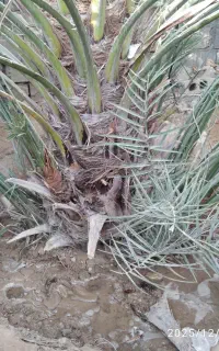 پاجوش نخل گنتار