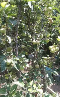 باردار درخت بابار بار دار با مثمر گلدانی میوه نهال