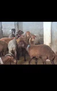 فروش بره نر بره ماده میش چاق