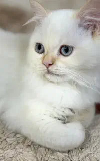 گربه پرشین ۳ ماهه