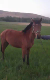 اسب جوان ‌وسرحال ۴ساله