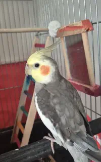 عروس هلندی سخنگو