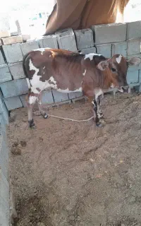 گوساله ماده