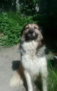 سگ گمشده