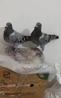 کبوتر مسافتی جوجه دوبر پلاک دار....
