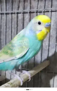 ۴ عدد مرغ عشق