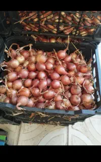 خریدار پیاز ریز