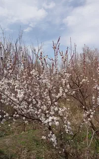 خدمات تخصصی پیوندزنی و هرس انواع درختان