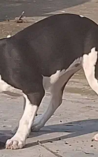 سگ توله امریکن بولی xl ماده معاوضه