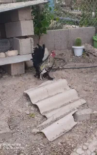 خروس جوان