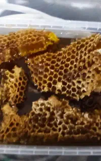 عسل