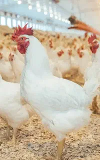 مرغ خروس قربونی قربانی حضوری و آنلاین ۲۴ساعته