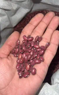 لوبیا قرمز