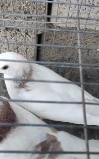 کبوتر