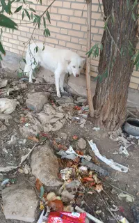 سگ هاسکی