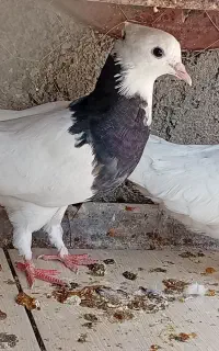 کبوترپلاکی وطوقی