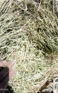 بیلر پرس انواع علف یونجه وسفال