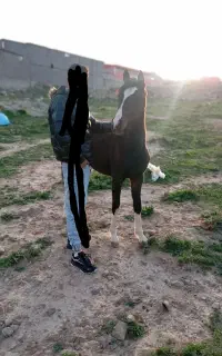 اسب کرد