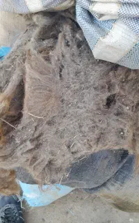 پشم گوسفند