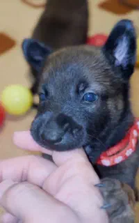 توله بلژین مالینویز وارداتی